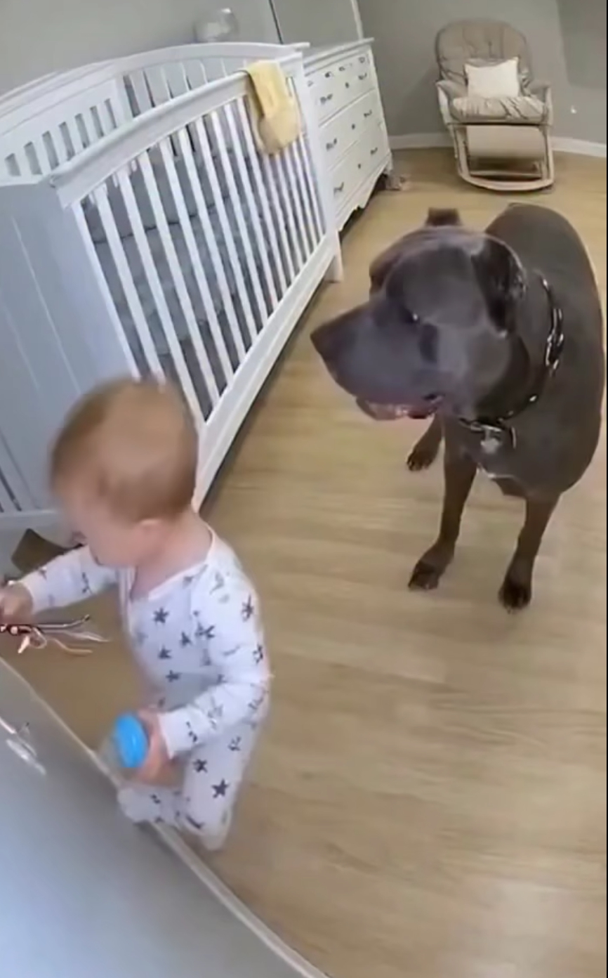 Hero Dog Saves Little Boy from Electric Shock: A Heartwarming Story of Courage, Loyalty, and Love