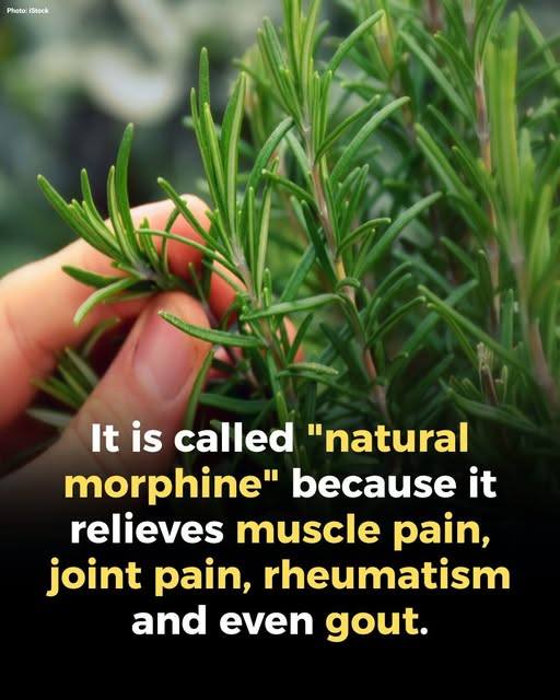 Rosemary: A Gentle Ally for Seniors and Its Everyday Health Benefits