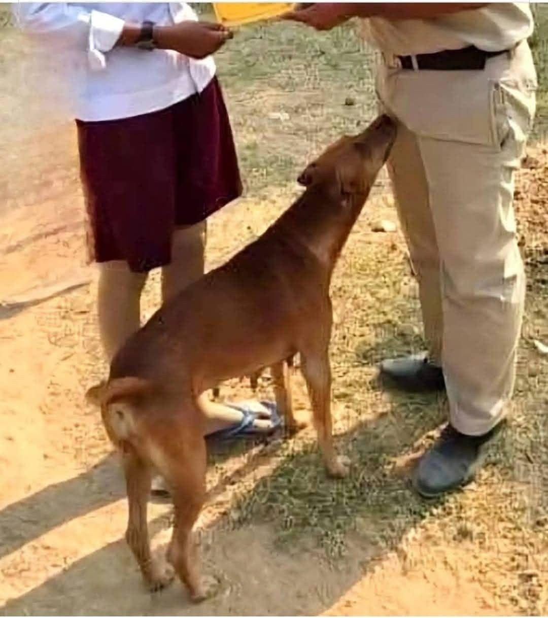 The Science Behind Dogs’ Sniffing: A Complete Guide for Pet Owners