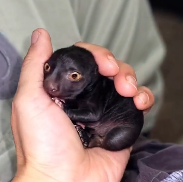 A strange creature from the forest was brought