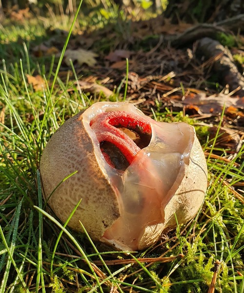 The Strange Discovery in My Garden That Taught Me an Unexpected Lesson